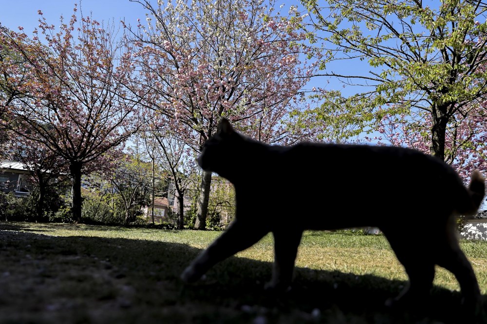 Sakura ağaçları çiçek açtı 73