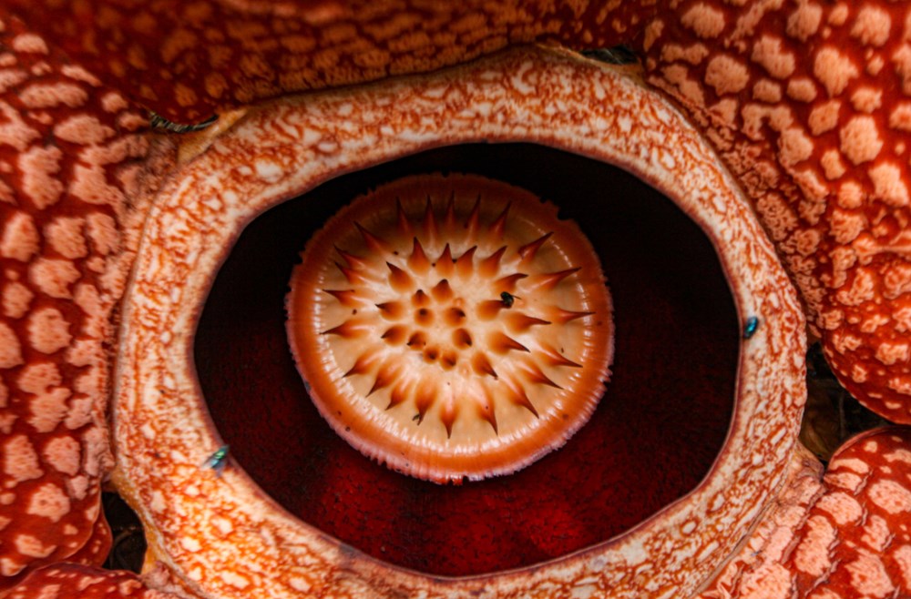 Dünyanın en büyüğü: Endonezya’da ceset çiçeği olarak da
bilinen 'Rafflesia arnoldii' açtı - 5