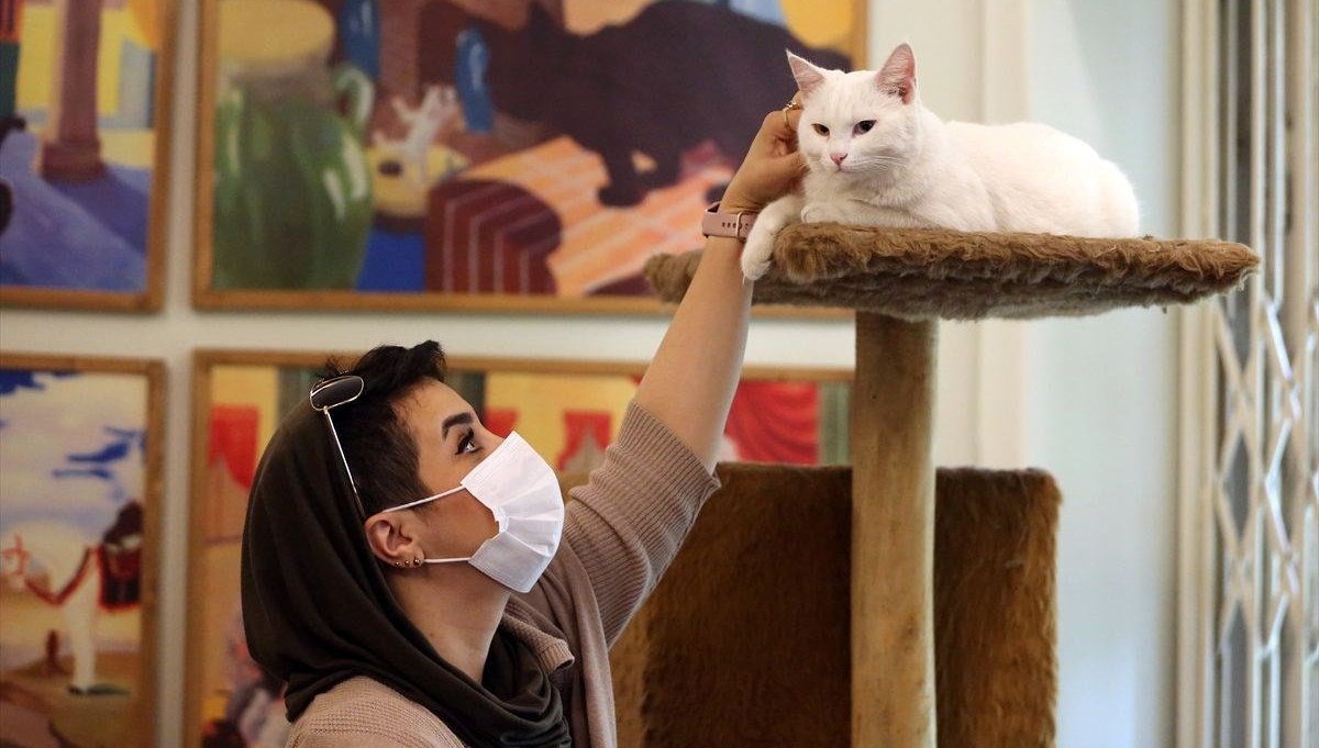Onlarca kediye ev sahipliği yapan sıra dışı 'Kedi Müzesi' Onlarca kediye ev sahipliği yapan sıra dışı 'Kedi Müzesi'
