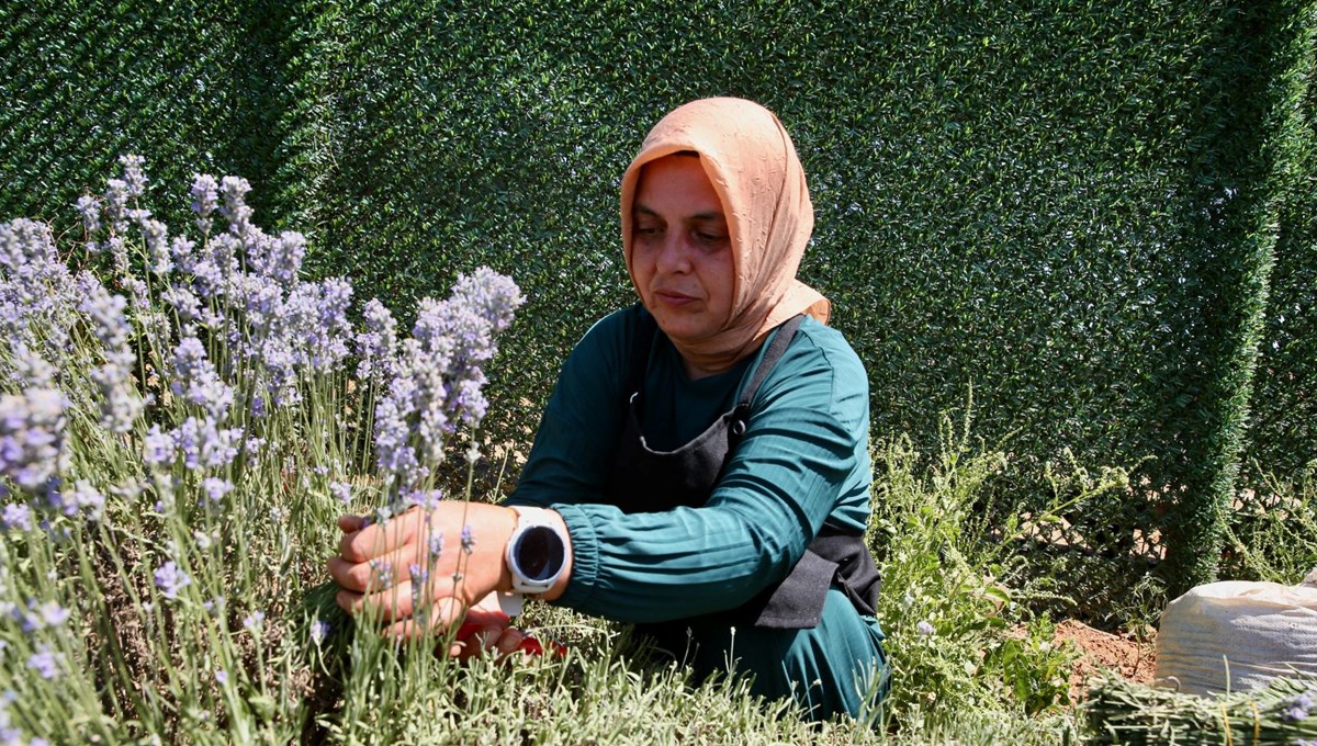 Köyünde kurduğu lavanta bahçesi, öğrencilere ve kadınlara da gelir kapısı oluyor