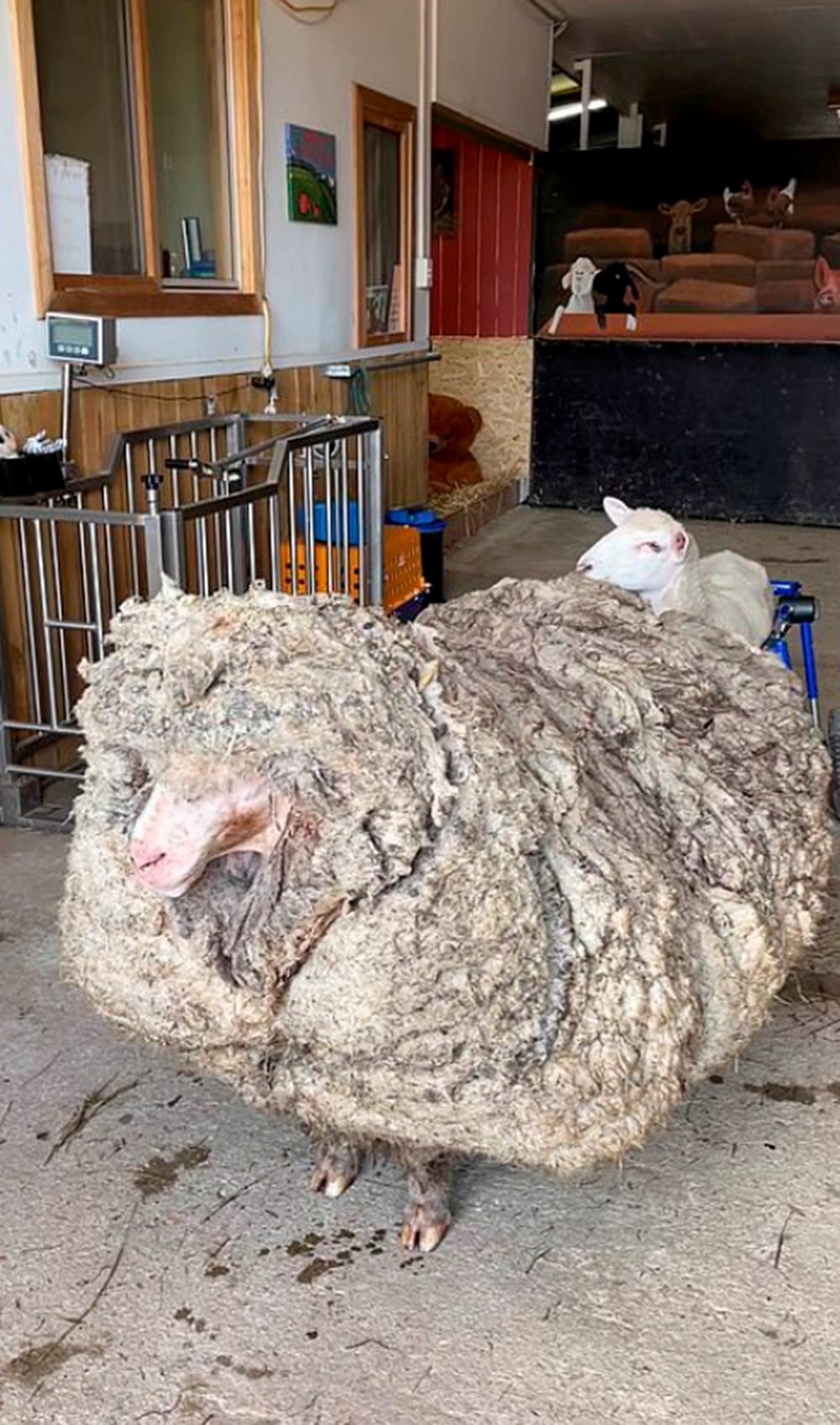 Yıllardır vahşi doğada yaşayan koyun Baarack, 35 kiloluk yükünden kurtuldu - 3