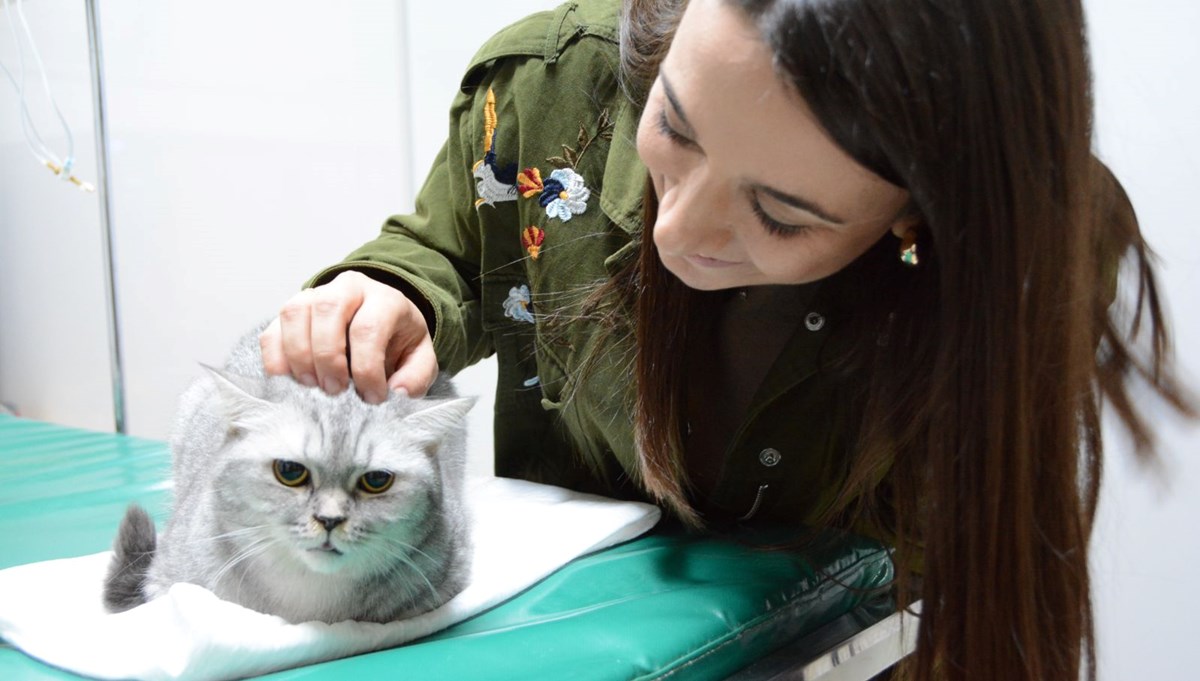 Sürekli hapşıran Şahika isimli kedi sağlığına kavuştu