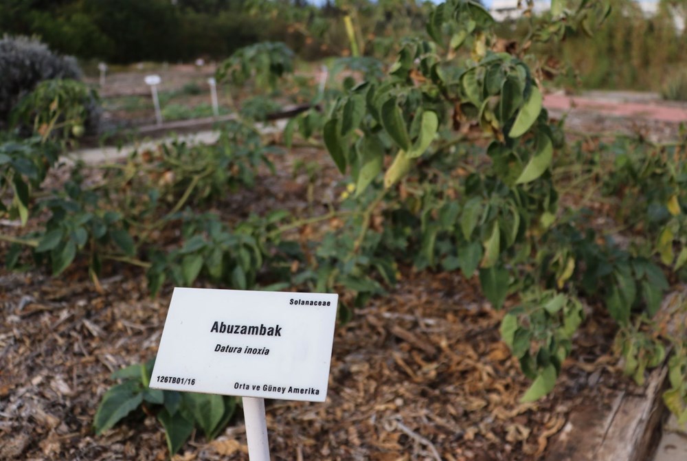 Sakın barbunya sanıp yemeyin! (Siyanürden 6 bin kat daha zehirli) - 13