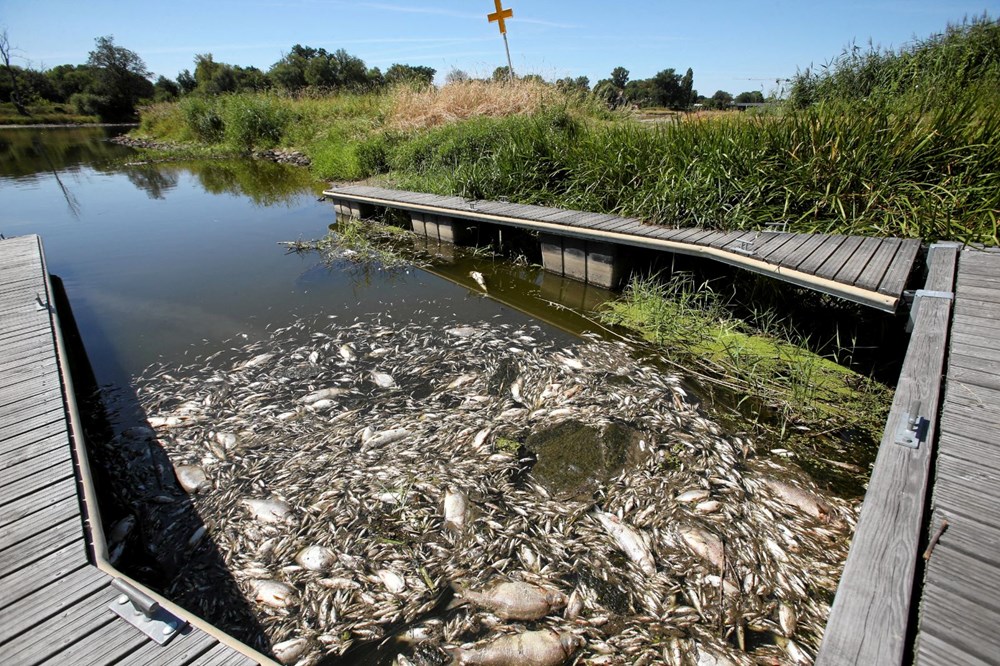 Polonya'nın Oder Nehri'nde ekolojik felaket: Binlerce balık nedeni bilinmeyen bir şekilde öldü - 7