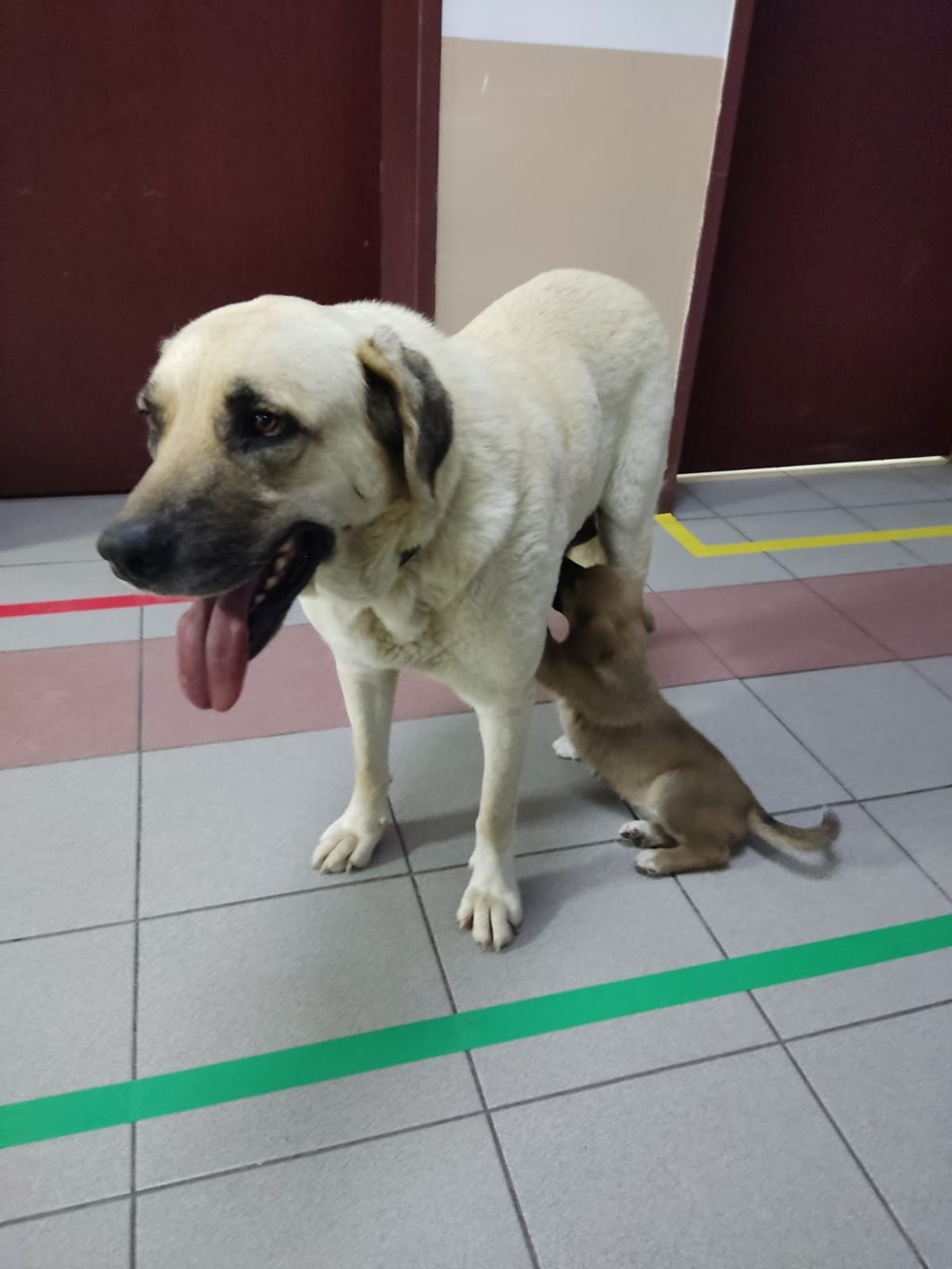 Ha seguito il suo cucciolo e ha aspettato alla porta dell'ospedale per 2 ore - 1