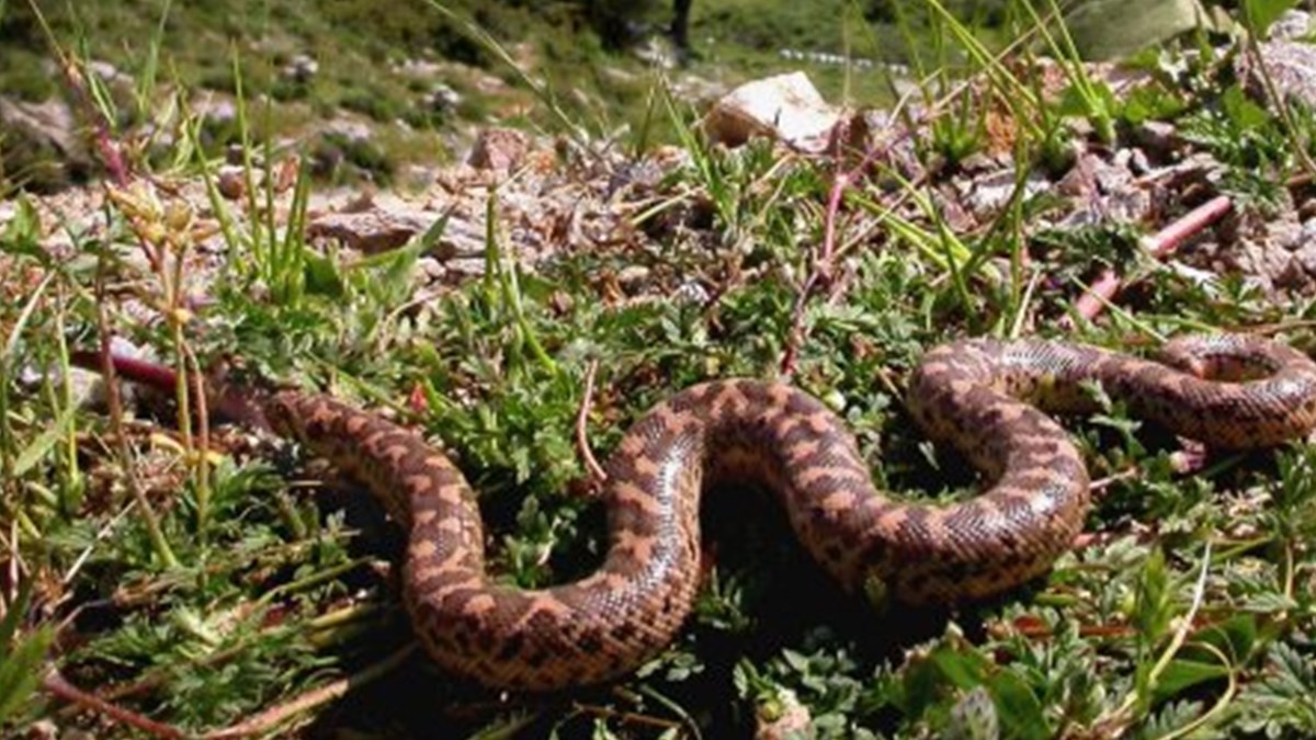 yilanlardan korunmanin yollari
