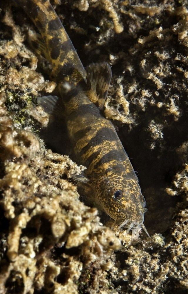 van in ikinci balik turu tescillendi van golu kucuk mercan baligi ntv