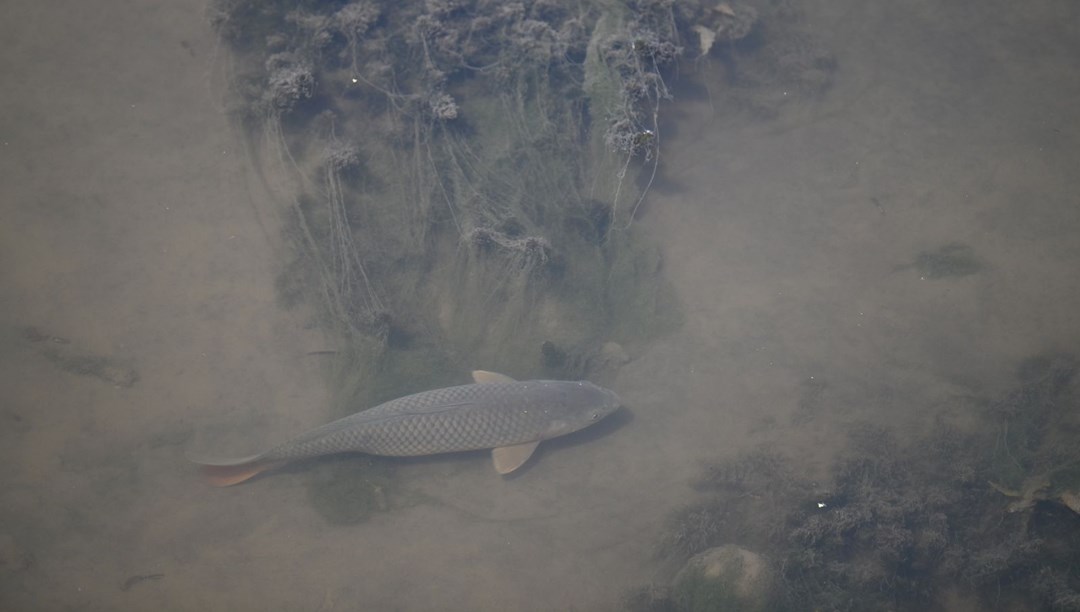 Tunca Nehri'nin dibi göründü