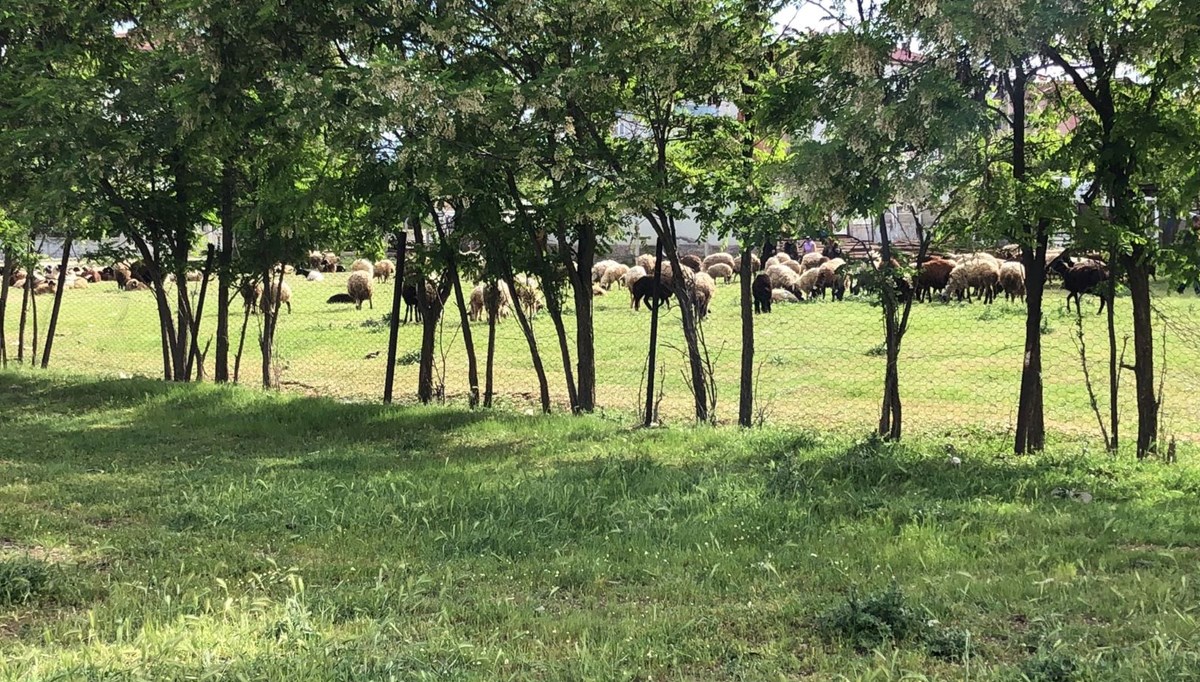 Sürü otlatma kavgasında kan aktı