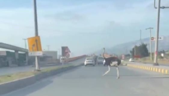 Hatay'da trafikte deve kuşu şaşkınlığı