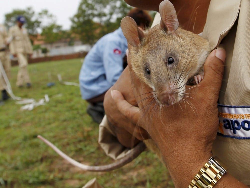 Maymun çiçeği virüsü, önceki salgınlara göre olağandışı davranıyor: DSÖ'den endişelendiren açıklama - 15