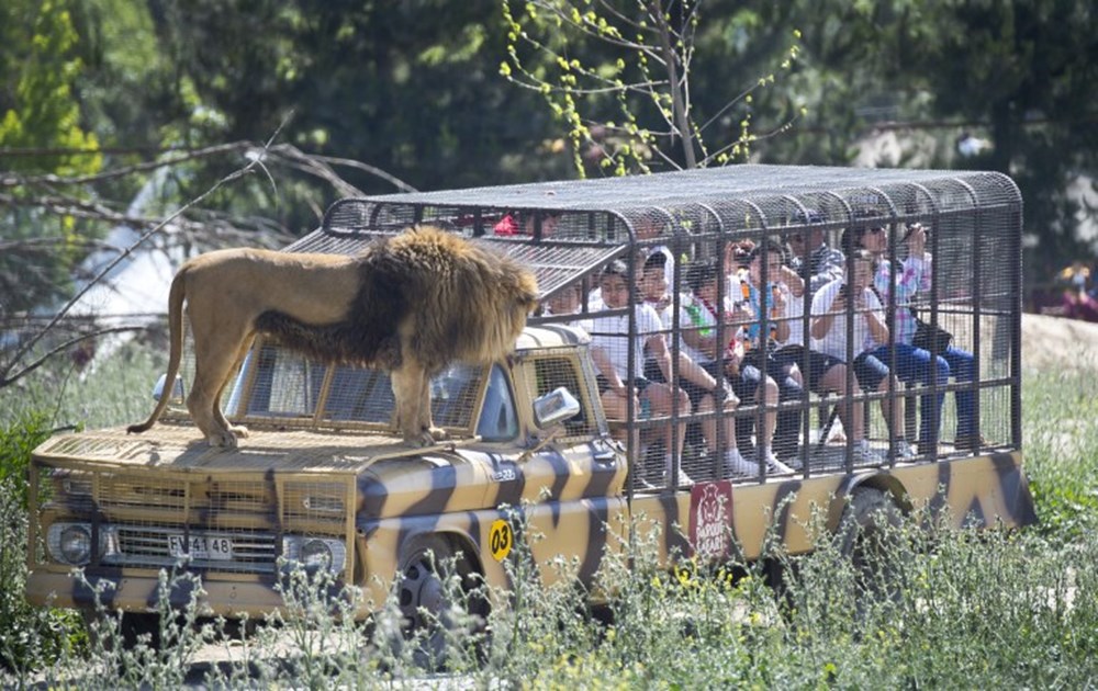 Экстремальные зоо