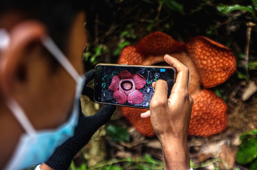 Dünyanın en büyüğü: Endonezya’da ceset çiçeği olarak da
bilinen 'Rafflesia arnoldii' açtı - 11