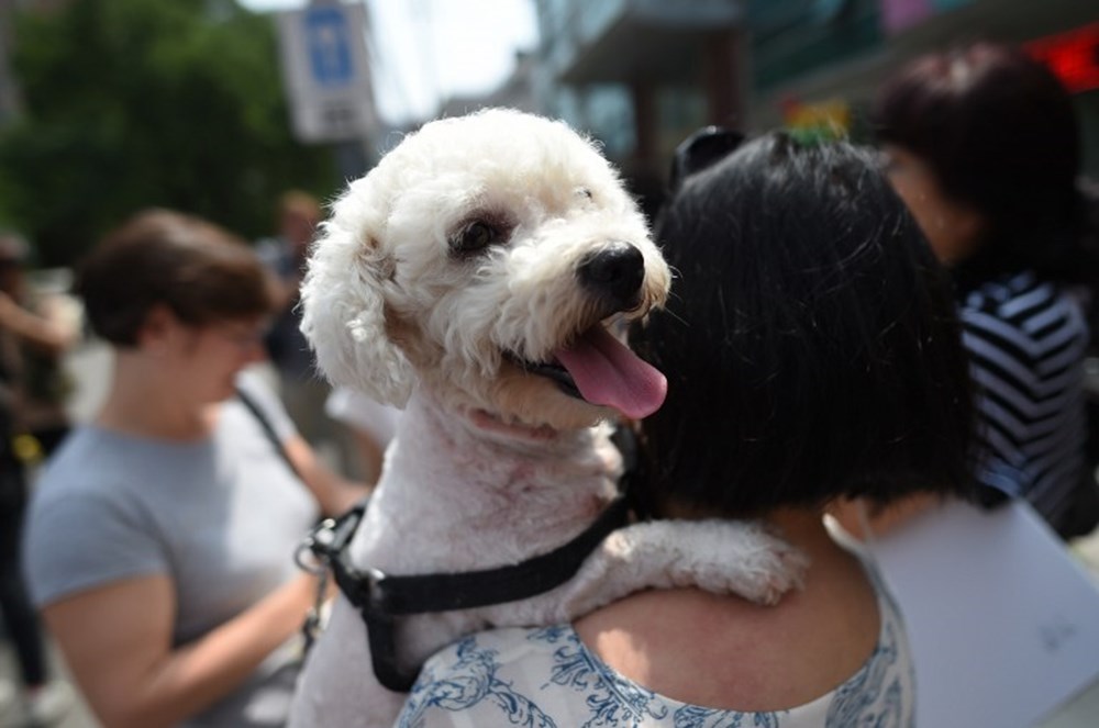 Tayvan kedi köpek yenmesini yasaklayan ilk Asya ülkesi oldu NTV