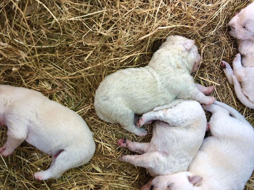 İtalya'da yeşil tüylü bir köpek dünyaya geldi - 4