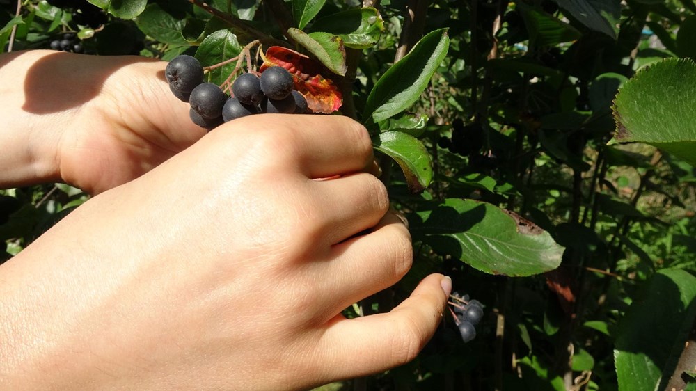 Karadeniz In Yeni Meyvesi Aronya Da Ilk Hasat Ntv