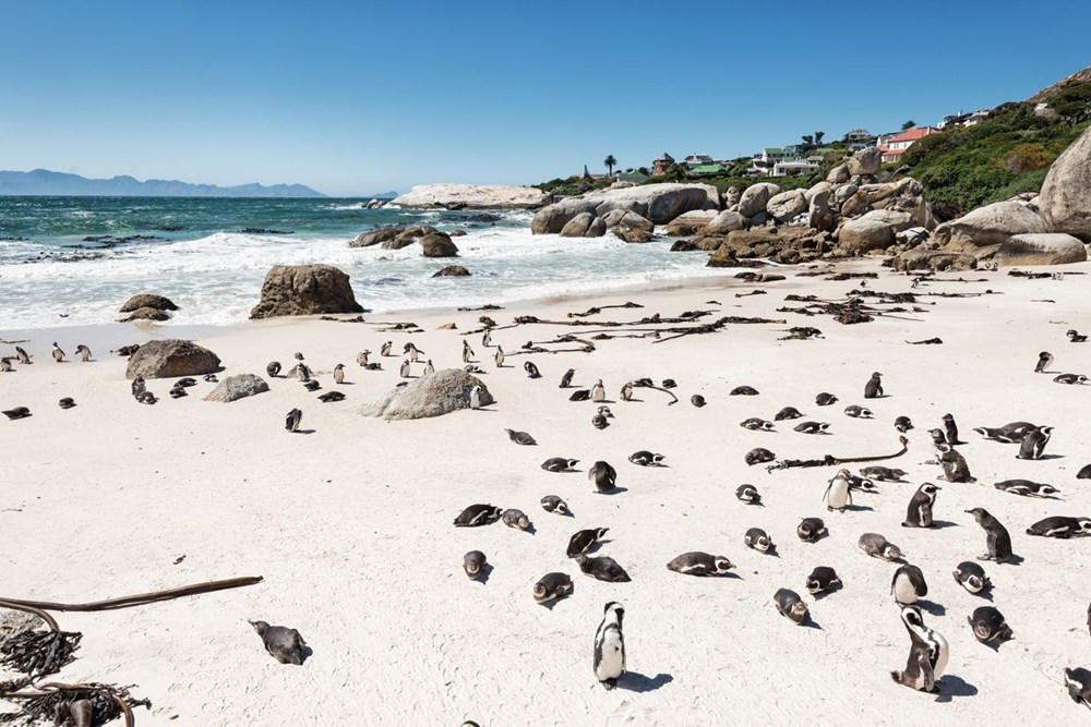 63 penguin Afrika yang terancam punah mati diserang lebah - 3