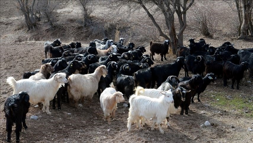 Çiçek hastalığı alarmı! 13 köyde hayvan hareketi durduruldu