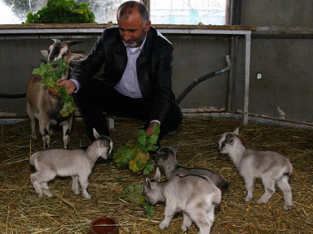 Cuce Keci Sasirtti Magazin Haberleri Ntv