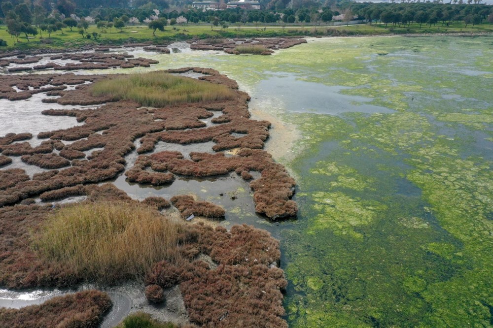 Deniz yosunu, İzmir Körfezi'nde yeniden yayılıyor - 17