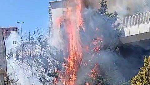 İstanbul'da ağaçlık alanda yangın