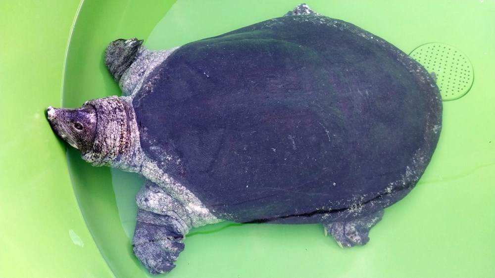 35 bin yavru caretta caretta denizle buluştu - 6