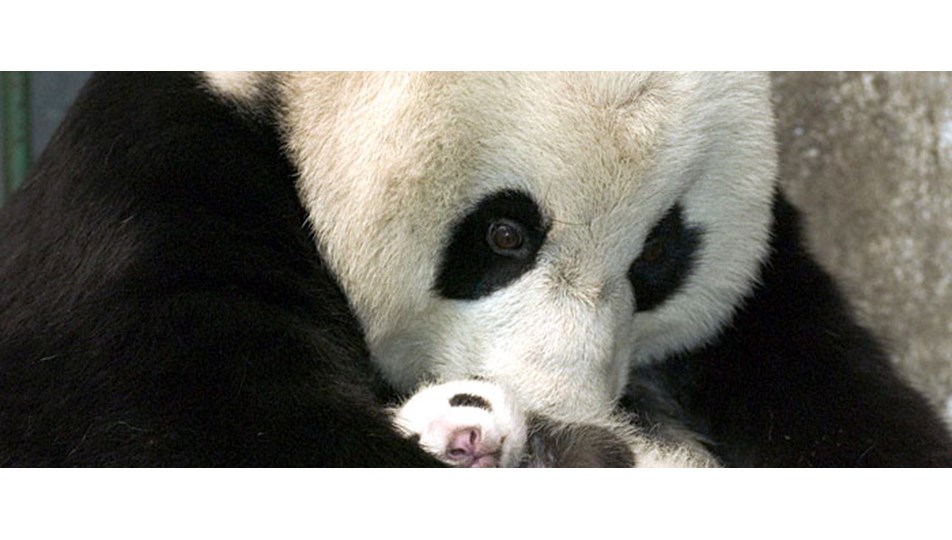 Pandaların sayısı arttı