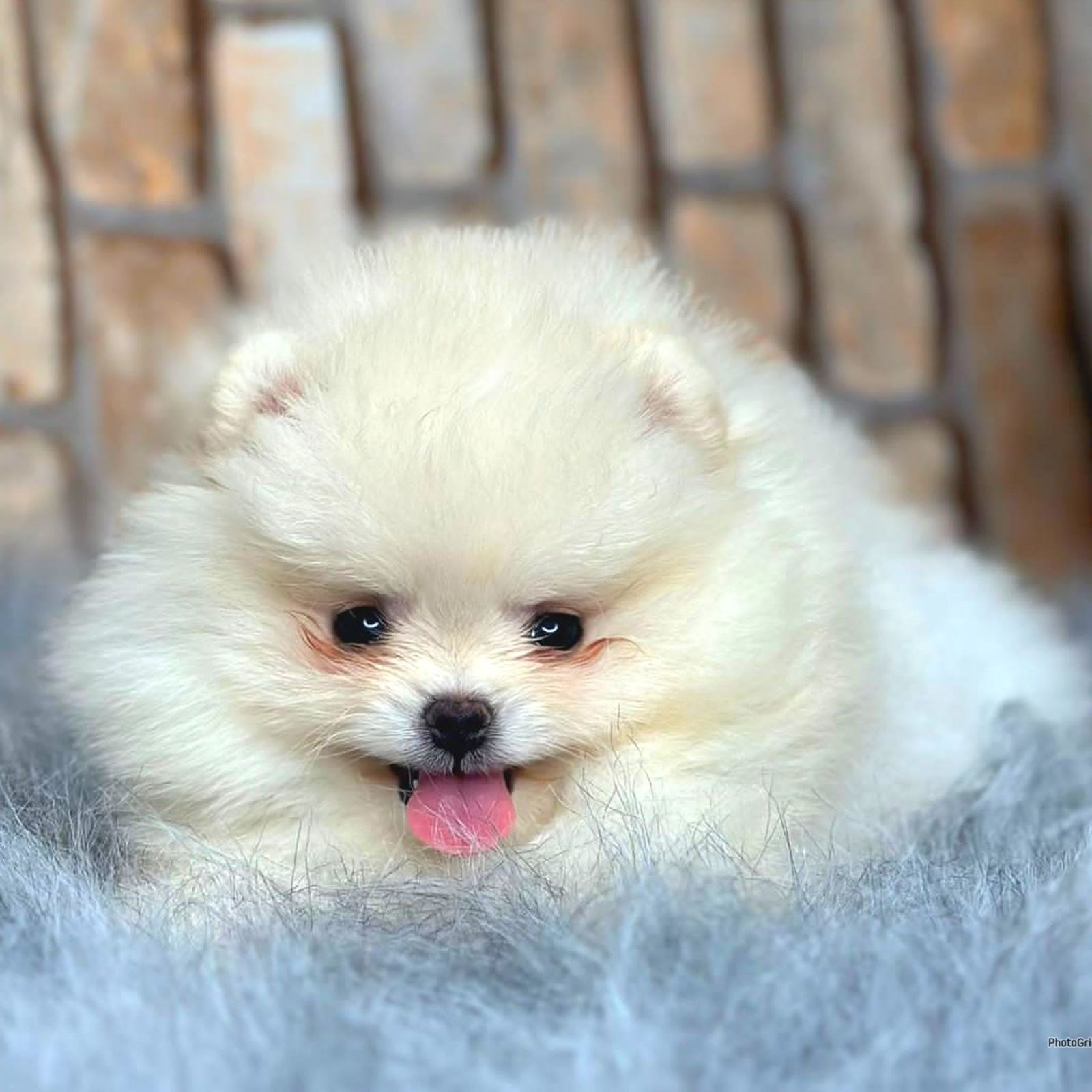 Teacup store pomeranian fiyat