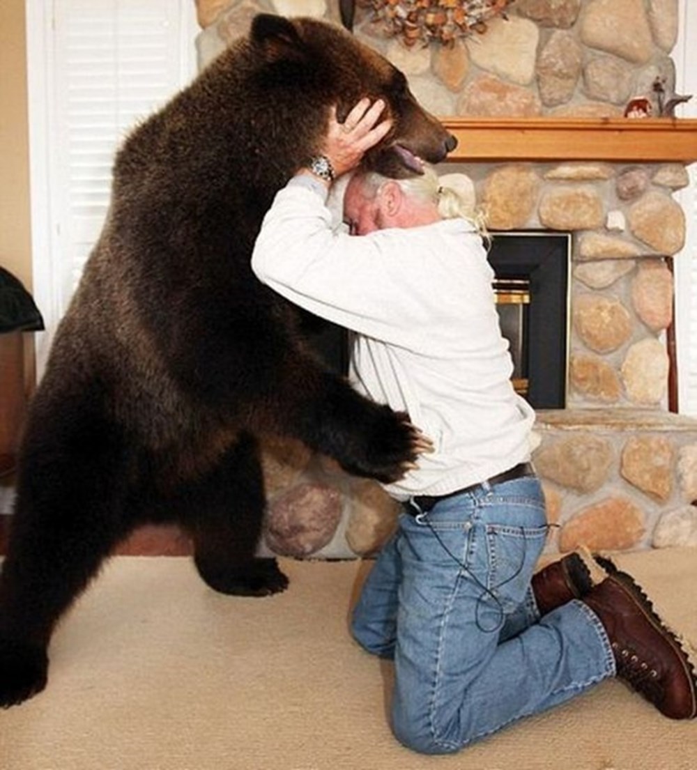 Сколько живут медведи в неволе. Домашний медведь. Домашний Гризли. Дом медведя. Медвежонок в доме.