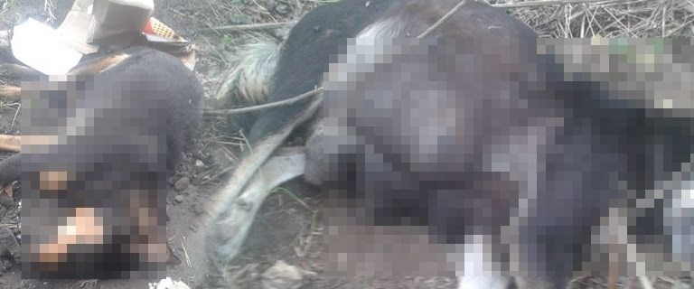 Sakarya�da 8 köpeği zehirleyerek öldürdüler NTV