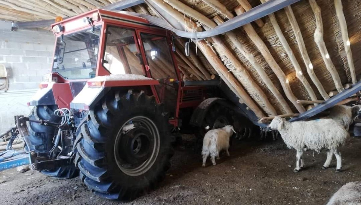 Kar nedeniyle çatısı çöken ahırdaki 300 hayvan telef oldu