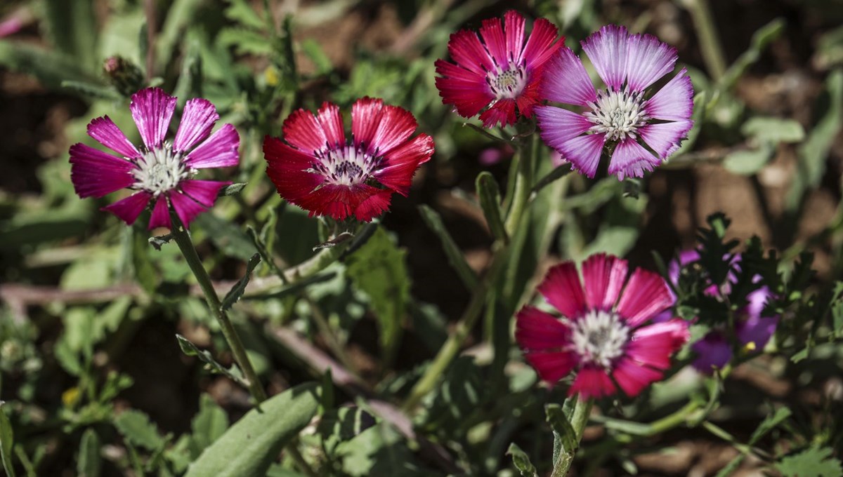 Dünya'da sadece Gölbaşı'nda yetişen 'Sevgi Çiçeği'