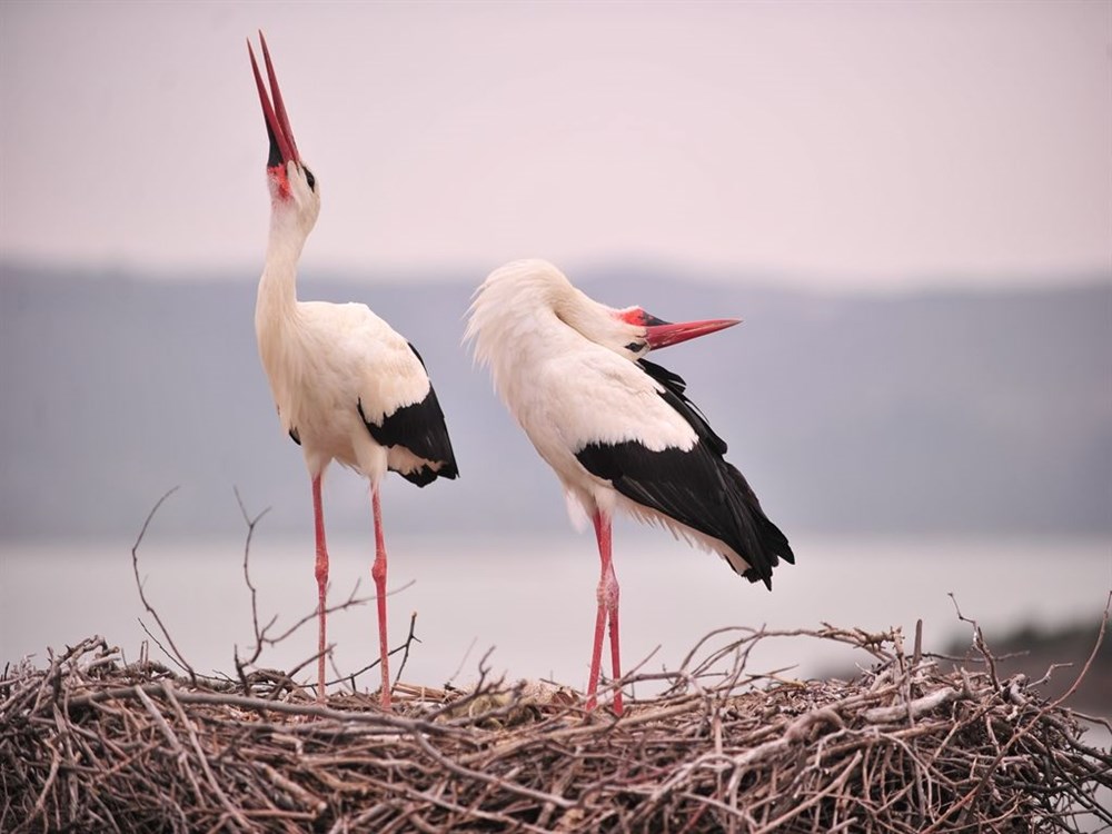 "Yareniçka" Çılgınlığı: Kökeni Marteniçka Olan Fenomene Türkiye Akın Akın Tanıklık Ediyor 72 2LNPMa6mRUSB8ND1MtmRtQ