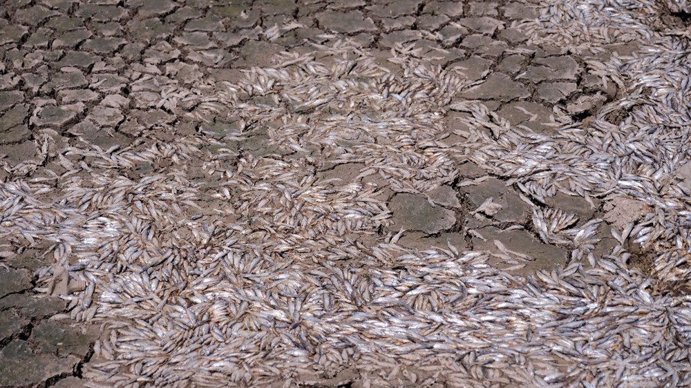 May Barajı'nda korkutan görüntü: Sular çekildi, binlerce balık telef oldu - 6