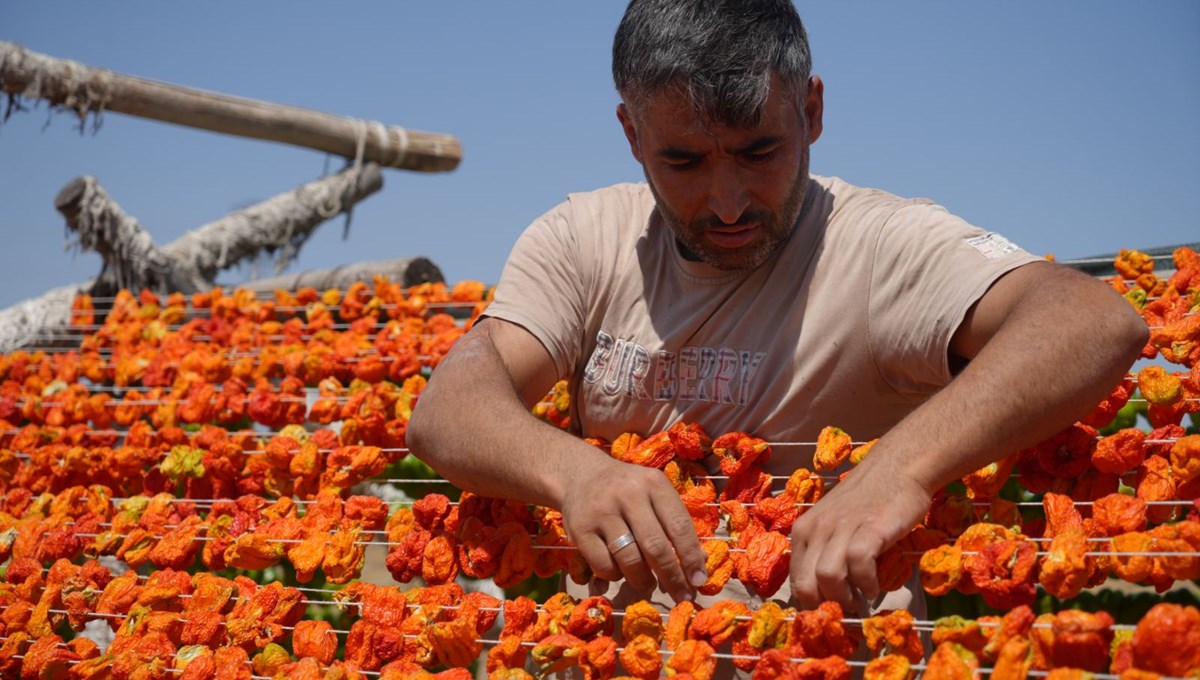 Gastronomi kentinde güneşe bırakılan kurutmalıklar eşsiz görüntüler oluşturuyor
