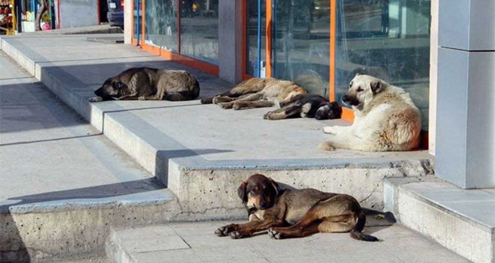 Sahipsiz köpek düzenlemesi: Teklif Genel Kurul'dan geçerek yasalaştı - 3