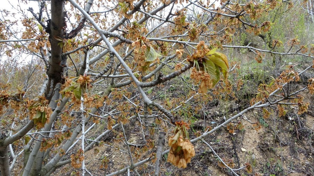 Üreticiler ciddi kayıp yaşıyor: Zirai don albastı kirazını da vurdu - 2