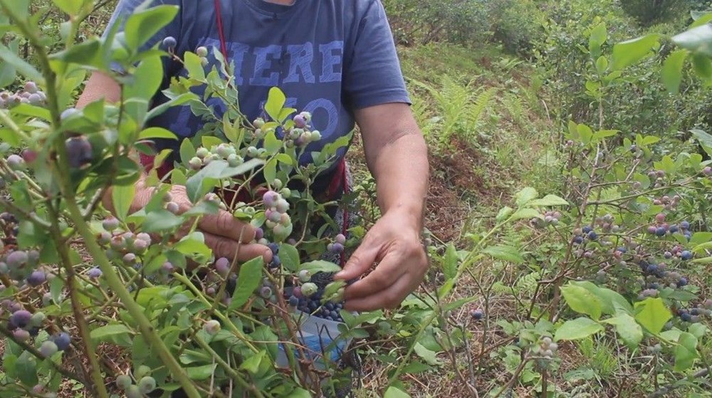 Halk arasında "mavi yemiş" olarak bilinen süper meyve, kilosu 300 TL! Altın gibi tartılarak satılıyor, 7 hastalığın şifası ondaymış - 13