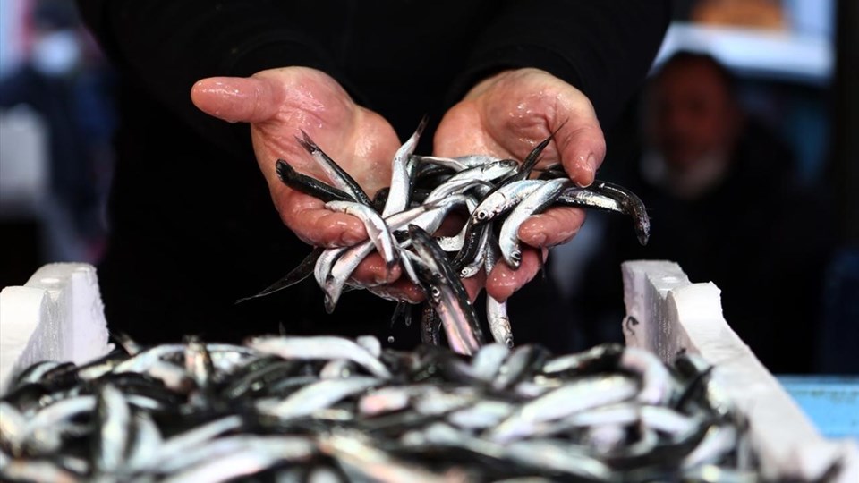 Marmara'da hamsi kirliliğe takıldı - 1