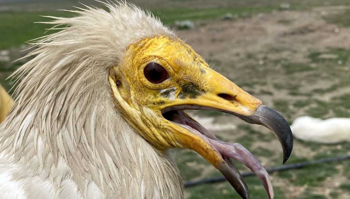 Akbaba Midas 1 yılda 32 bin kilometre uçtu, 9 ülke gezdi