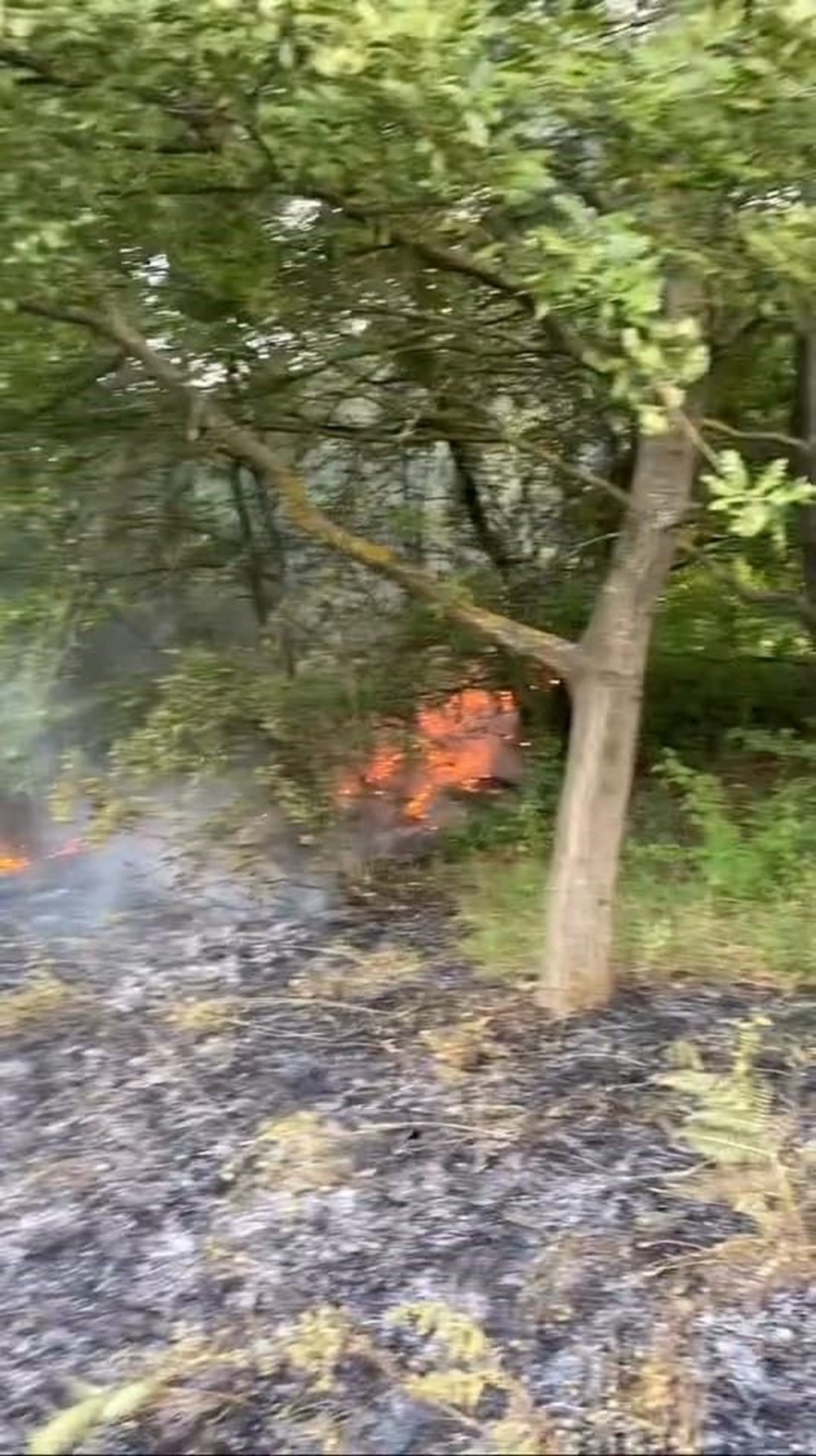 Türkiye'nin ciğerleri yanıyor: İşte yangınlarda son durum - 17