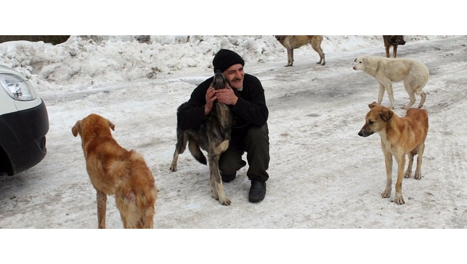 Sokak köpekleri için haftanın 3 günü 30 kilometre yol gidiyor NTV