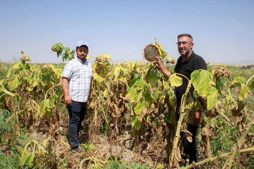 1,5 g�nde hasad� yap�l�yor: Binbir emekle yeti�tiriliyor