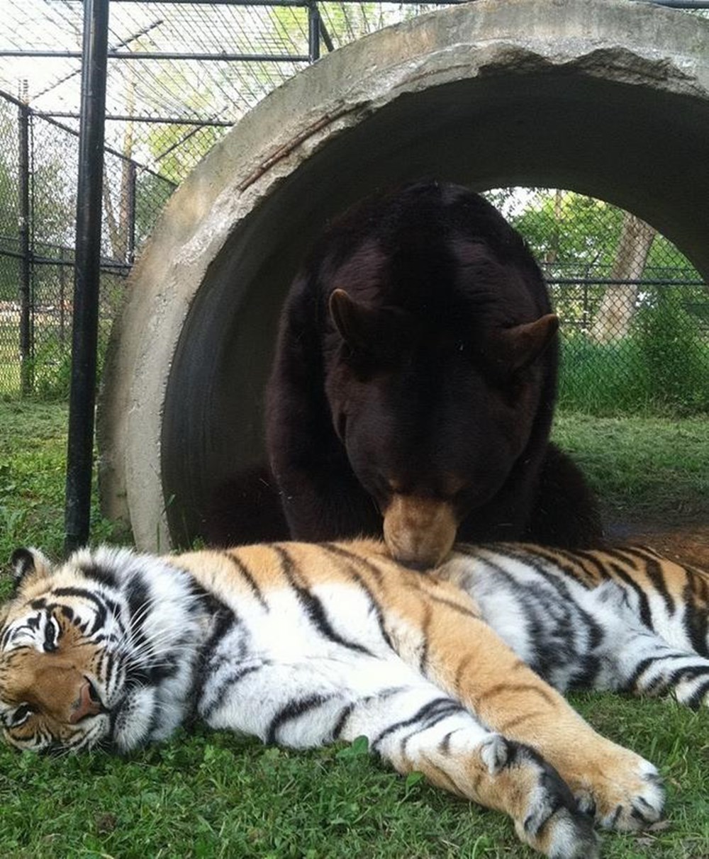 Левый тигр. Лев Лео тигр Шерхан и медведь балу. Медведь балу, Лев Лео и тигр Шер-Хан. Балу Лео и Шерхан. Дружба медведя балу Льва Лео и тигра Шерхана.