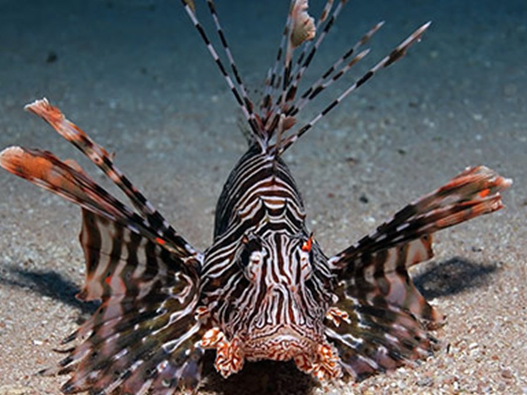 aslan baligi zehirli ama tehlikesiz ntv