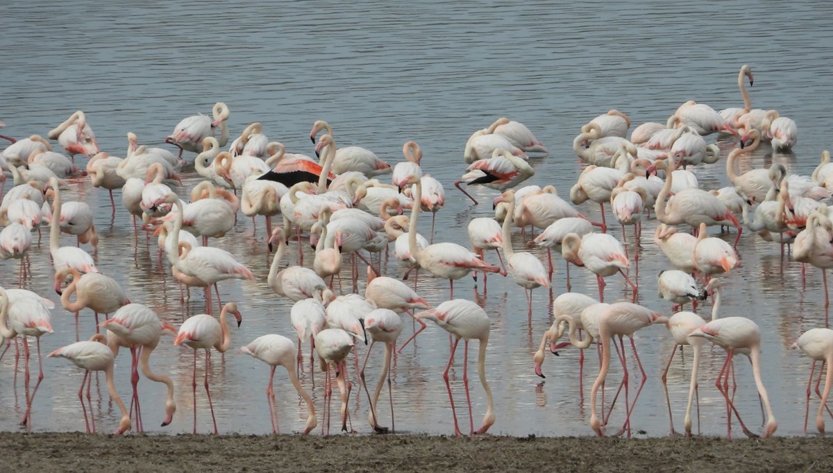 Flamingolar Gelingüllü Barajı'na erken geldi Flamingolar Gelingüllü Barajı'na erken geldi