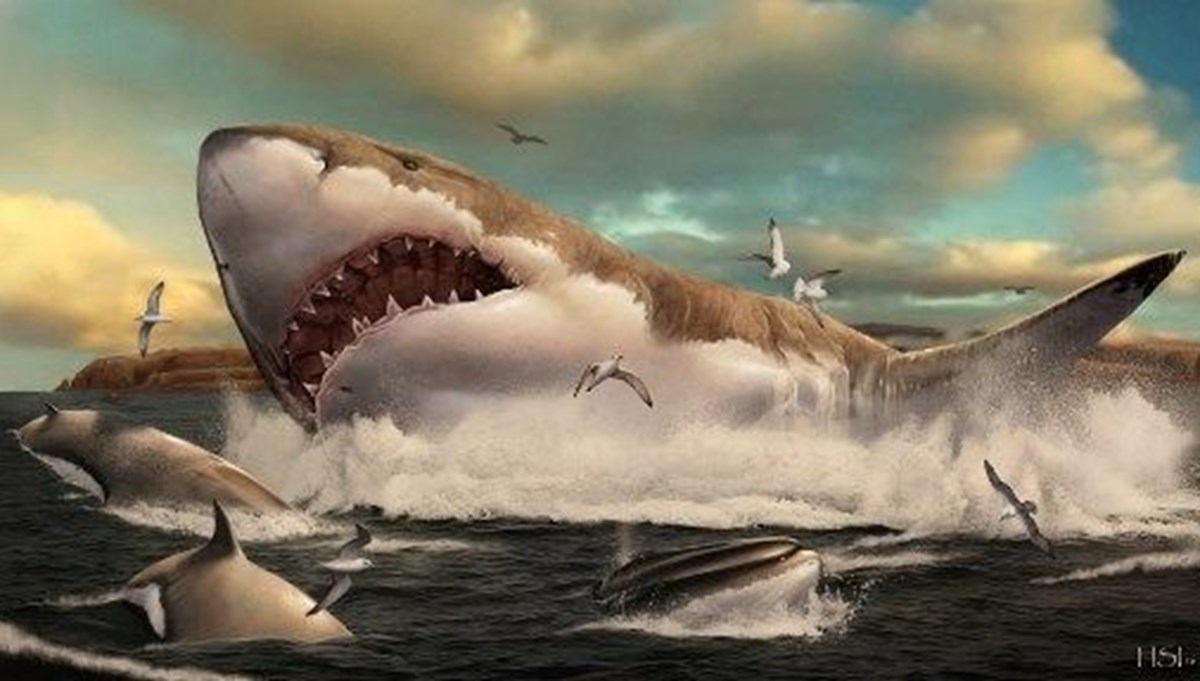 Bilim insanları dünyanın ilk korunmuş Megalodon dişini keşfetti Bilim insanları dünyanın ilk korunmuş Megalodon dişini keşfetti