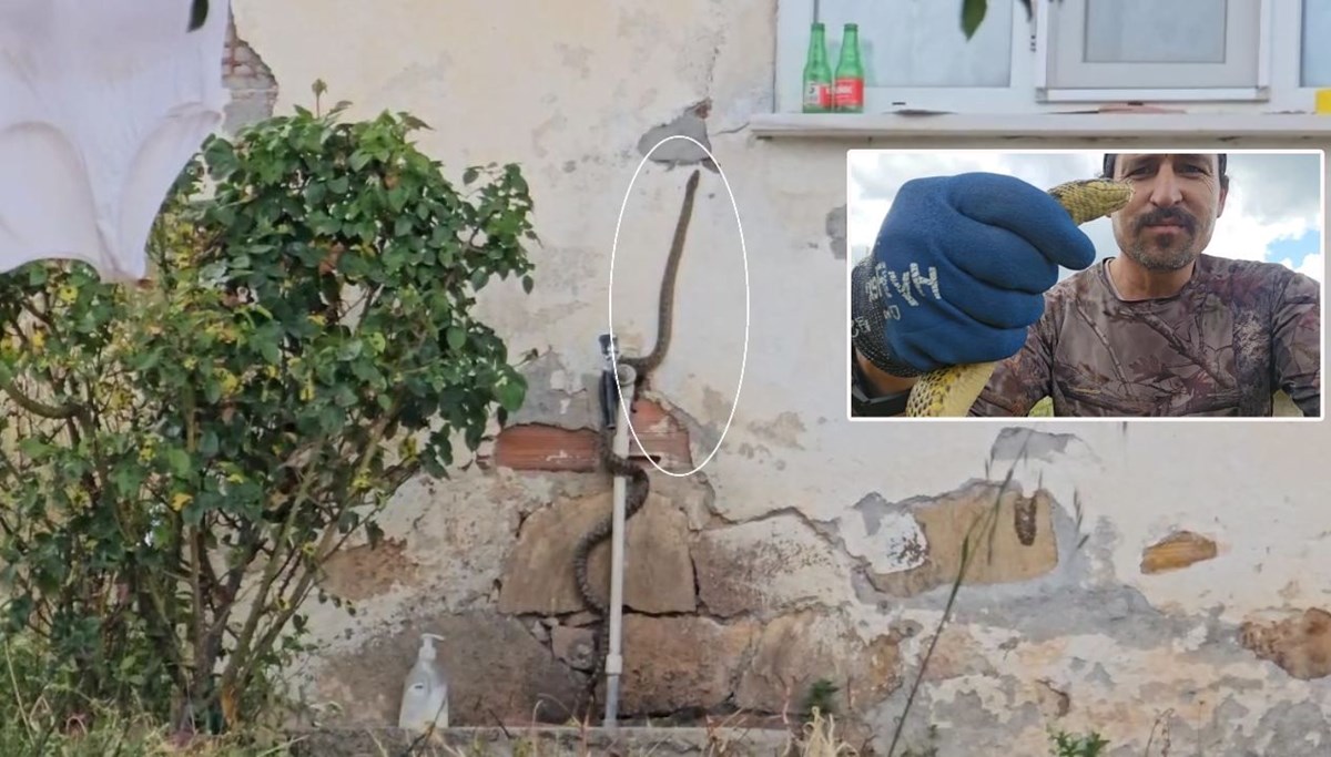 Yılanı son anda yakaladı