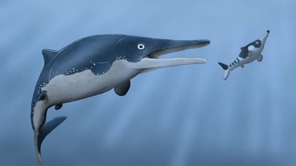 Yunusları ve balinaları tek lokmada yuttu: Devasa bir deniz canlısı türü keşfedildi - 4