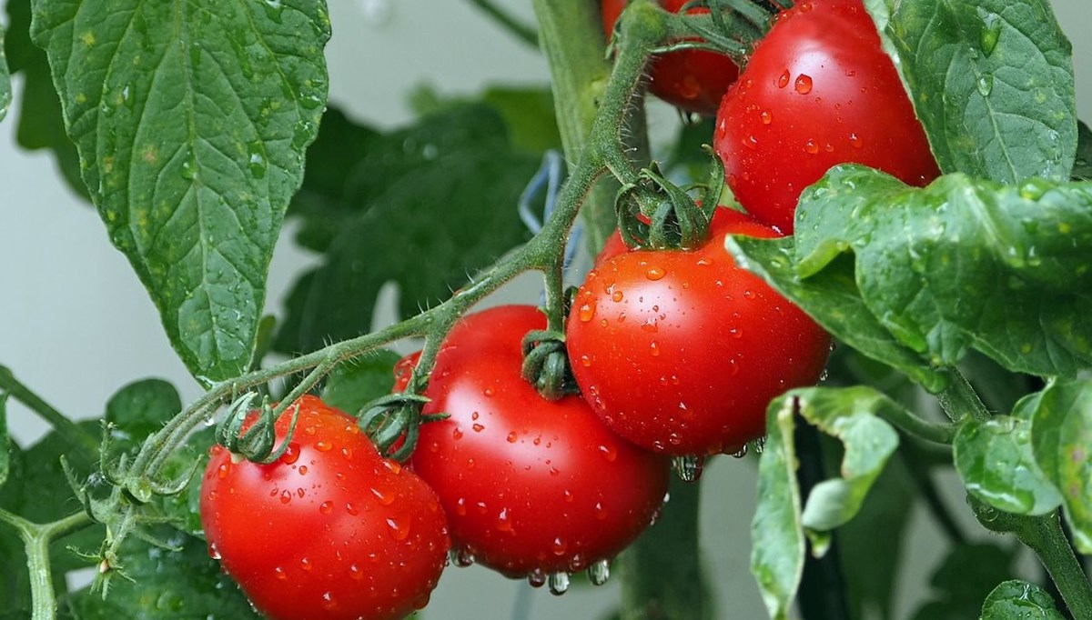 “İnsanlarda da yaşanabilir”